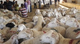 المحظور والمرغوب في أضاحي التقسيط و”الكريدي” والتشارك