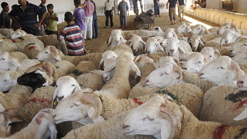 المحظور والمرغوب في أضاحي التقسيط و”الكريدي” والتشارك