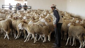 “مافيا” الأضاحي ترعب الموالين بالسيوف والخناجر