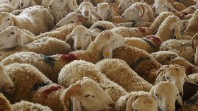 نساء يقتحمن أسواق المواشي وينافسن الرجال في اختيار الأضحية