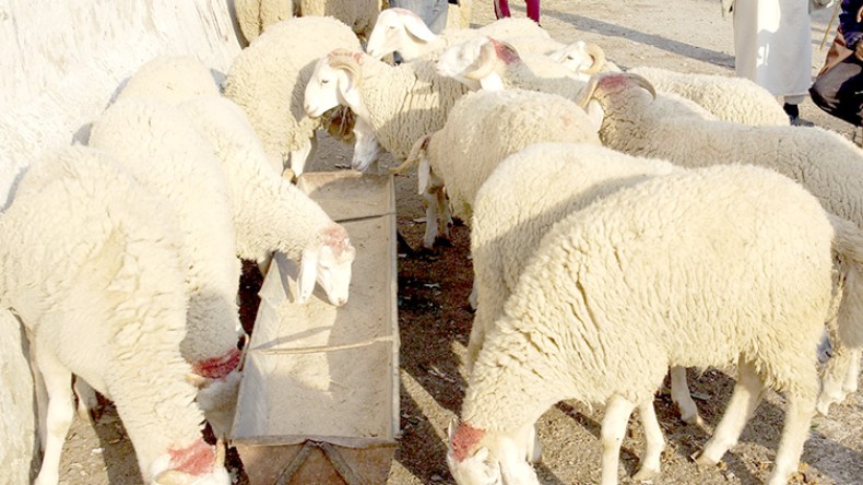 بولنوار‮: ‬على السلطات تخصيص نقاط بيع في‮ ‬كل دائرة خارج التجمعات السكنية