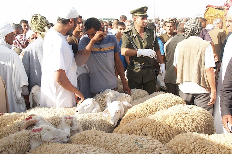 Mouton de l’Aïd pour 12 millions!