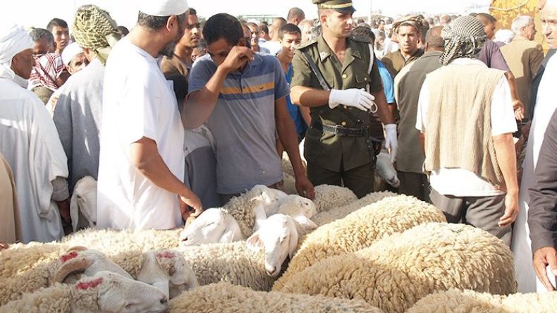 كبش العيد بـ‮ ‬12‮ ‬مليونا‮.. ‬والزوالية‮ ‬يتفرّجون‮!‬