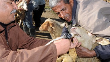 Veterinarians to examine the sacrificial animals for free