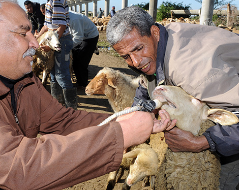 Veterinarians to examine the sacrificial animals for free