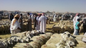 وزارة الفلاحة تنفي تسجيل حالات حمى قلاعية بين الأغنام