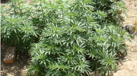 Plus de 38 tonnes de cannabis saisies en Algérie en 2008