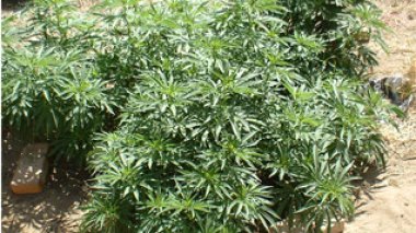 Plus de 38 tonnes de cannabis saisies en Algérie en 2008