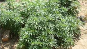 Bejaia : saisie de plus de 573 Kg de drogue en une année