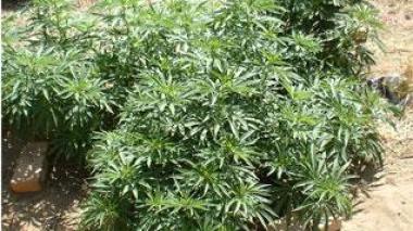 Bejaia : saisie de plus de 573 Kg de drogue en une année