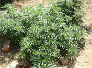 Bejaia : saisie de plus de 573 Kg de drogue en une année