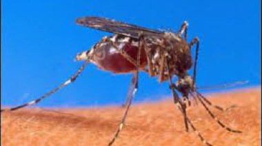 Ghardaia : 9 cas positifs de paludisme chez des personnes d’origine subsaharienne