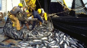 الجزائر‭ ‬ستنتج‭ ‬55‭ ‬ألف‭ ‬طن‭ ‬من‭ ‬المائيات‭ ‬البحرية‭ ‬سنة‭ ‬2025