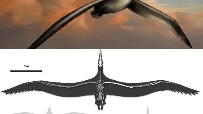 اكتشاف حفرية لأكبر طائر عاش على سطح الأرض