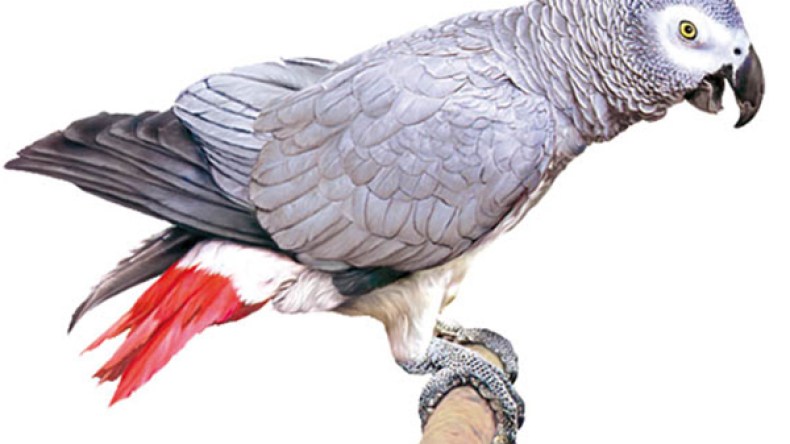 ببغاء يفك خيوط جريمة قتل!