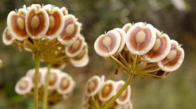 Cette plante présente en “Algérie” serait efficace contre le Coronavirus