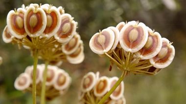 Cette plante présente en “Algérie” serait efficace contre le Coronavirus