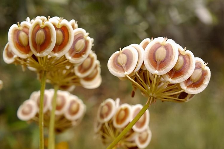 Cette plante présente en “Algérie” serait efficace contre le Coronavirus