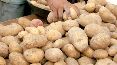 Premières expéditions de pommes de terre vers l'étranger