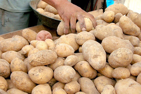Premières expéditions de pommes de terre vers l'étranger