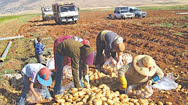 البطاطا تباع بخمسة دنانير في أسواق الجملة بسطيف