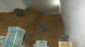 مواجهة أزمة البترول بالبطاطا والطماطم!