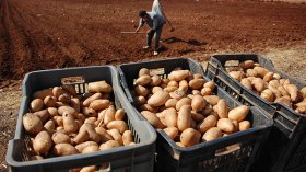 تصدير البطاطا من الجزائر إلى روسيا وإنجلترا قريبا