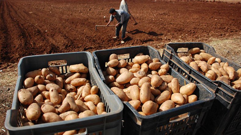 تصدير البطاطا من الجزائر إلى روسيا وإنجلترا قريبا