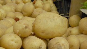 البطاطا.. والثقافة!