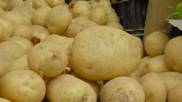 “بطاطا” الجزائر و”أزهار” هولندا!