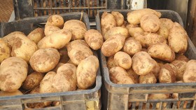 طرح 100 ألف قنطار بطاطا في الأسواق لضبط الأسعار