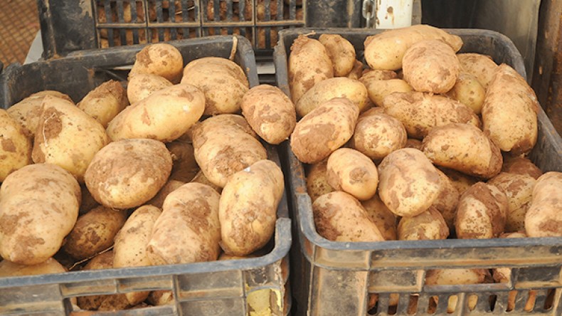 طرح 100 ألف قنطار بطاطا في الأسواق لضبط الأسعار