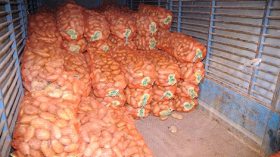 نصف مليون قنطار بطاطا مكدسة في الحقول بسبب انعدام اليد العاملة !