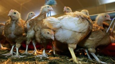 Chine: le Coronavirus découvert sur du poulet brésilien