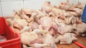 الجزائريون استهلكوا شوكولاطة بالخمر ودواجن مصروعة!