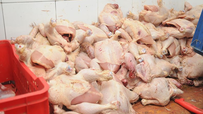 الجزائريون استهلكوا شوكولاطة بالخمر ودواجن مصروعة!