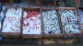 السردين أغلى من الدجاج!