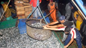 السردين بـ400 دينار.. الزوالية ممنوعون من أكل السمك