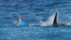 بطل العالم لركوب الأمواج ينجو بأعجوبة من هجوم سمكة قرش