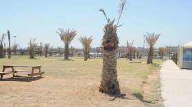 جمع 2 طن من النفايات يوميا بمنتزه الصابلات بالعاصمة