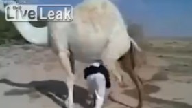 شجار خاص بين شاب وجمل لا يحب المزاح