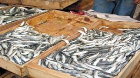 أسعار السردين سترتفع إلى 800 دج في رمضان