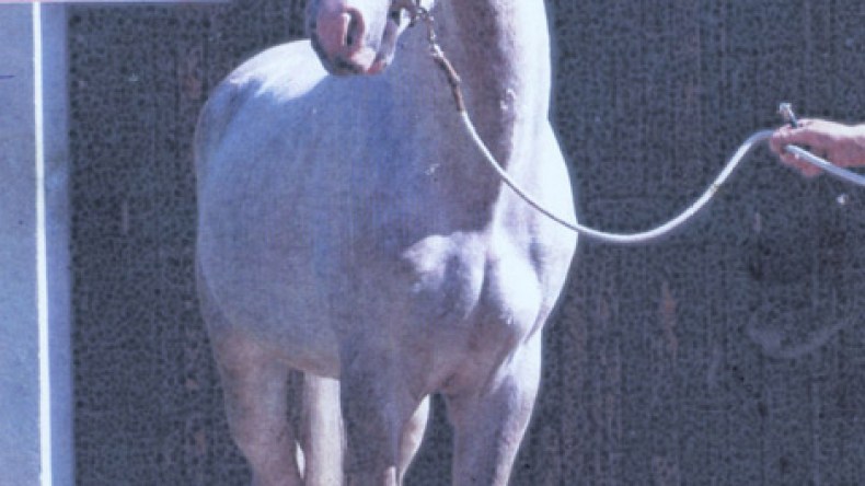 ساركوزي يمارس الفروسية بالحصان “الخيّر” الذي تسلّمه في الجزائر