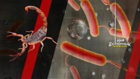 طوارئ وحرب استباقية ولمواجهة الكوليرا والتسمّم العقربي