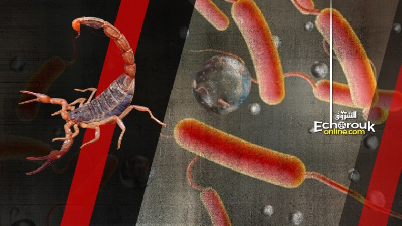 طوارئ وحرب استباقية ولمواجهة الكوليرا والتسمّم العقربي