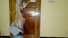 أضاحي”VIP” في غرف مكيفة خوفا من تلفها