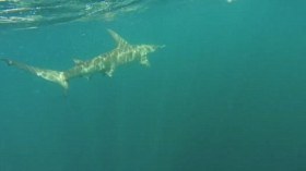 سمكة قرش تسحب قارب مغامر أمريكي لأميال قبالة فلوريدا