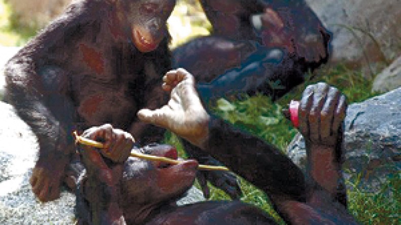 6 قردة متوحّشة تهاجم سكان سطاوالي وتثير الرعب بالمدارس