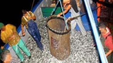 Blue Fin Tuna affair of Annaba: “The Appeals Court hands down its final verdict”