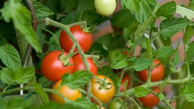 الإنتاج المحلي يفوق 8 ملايين قنطار سنويا.. وأسعار الطماطم تلتهب